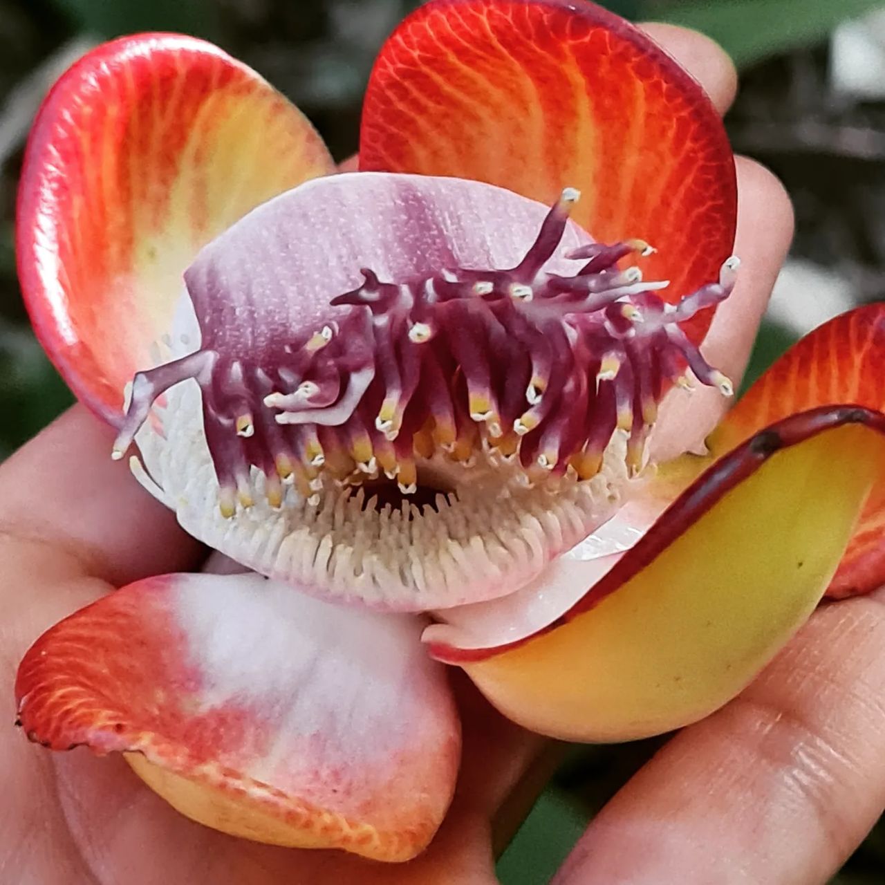 Flower close-up, at Ampiri.