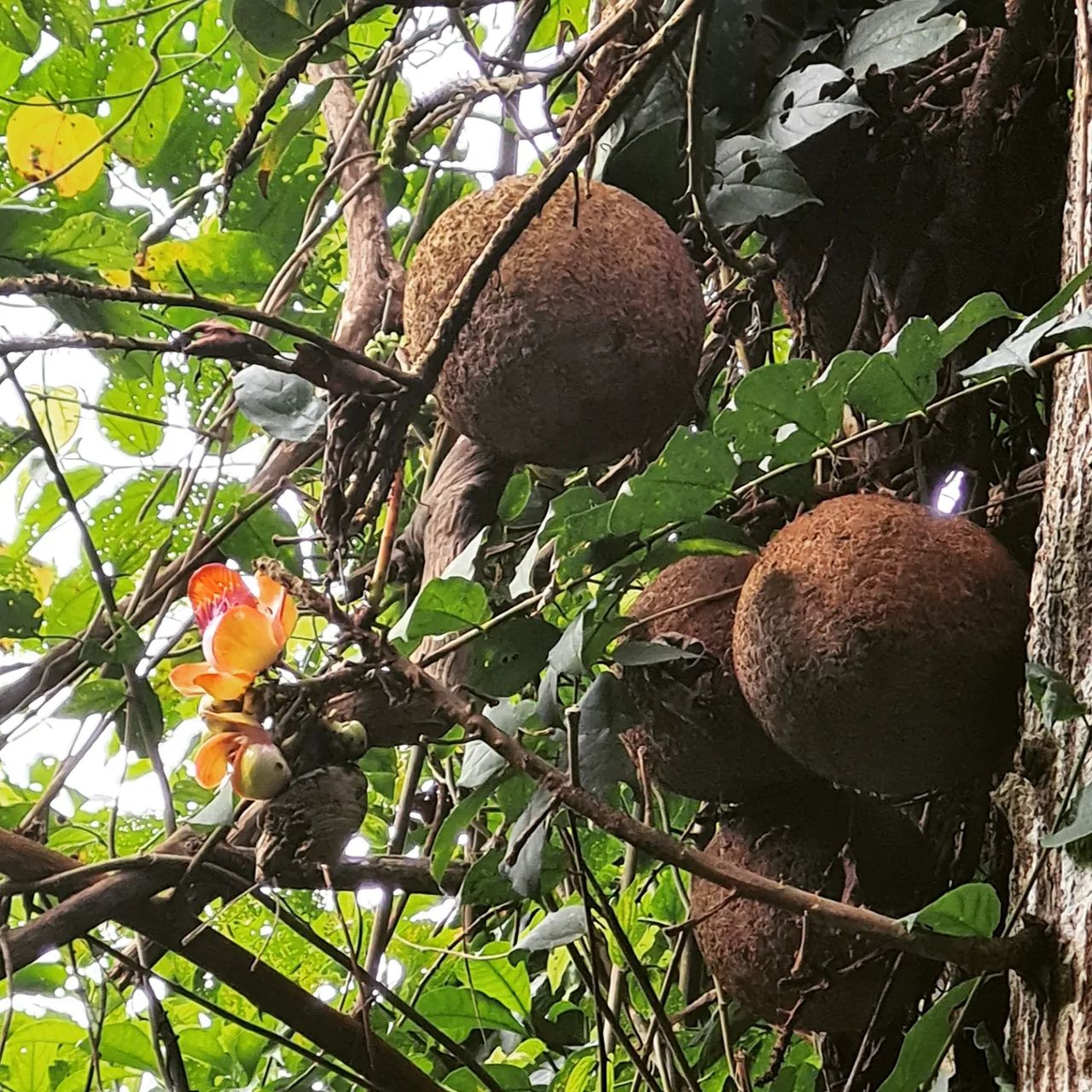 Fruit on tree, at Ampiri.