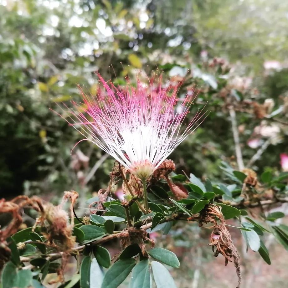Pink flower, at Ampiri.