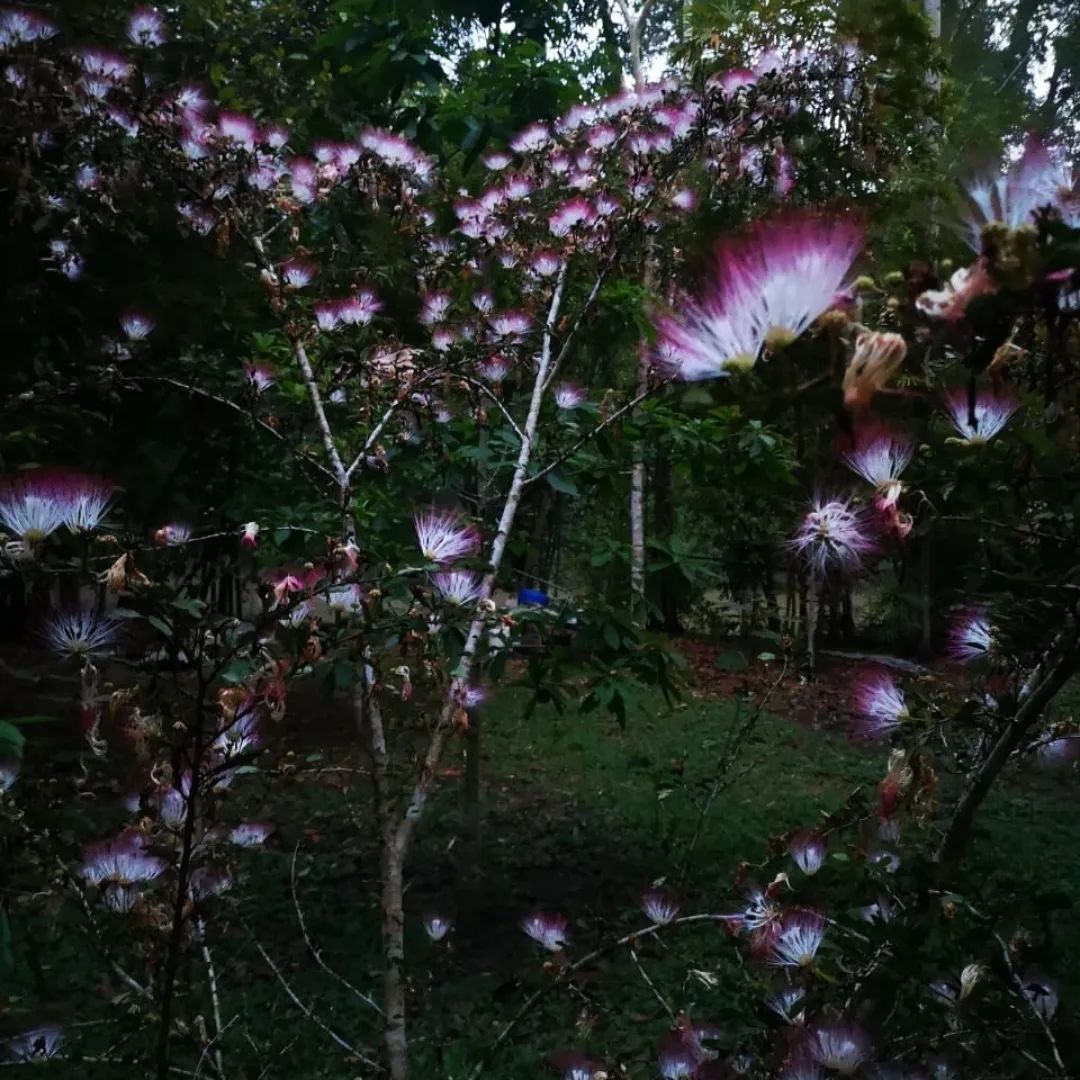 Pink flowers on tree, at Ampiri.