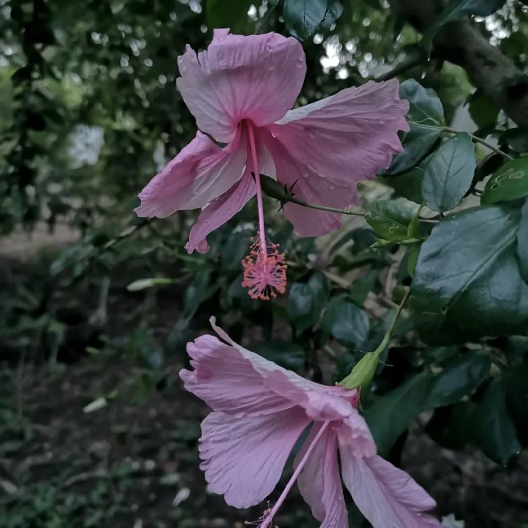 Pink flower, at Ampiri.