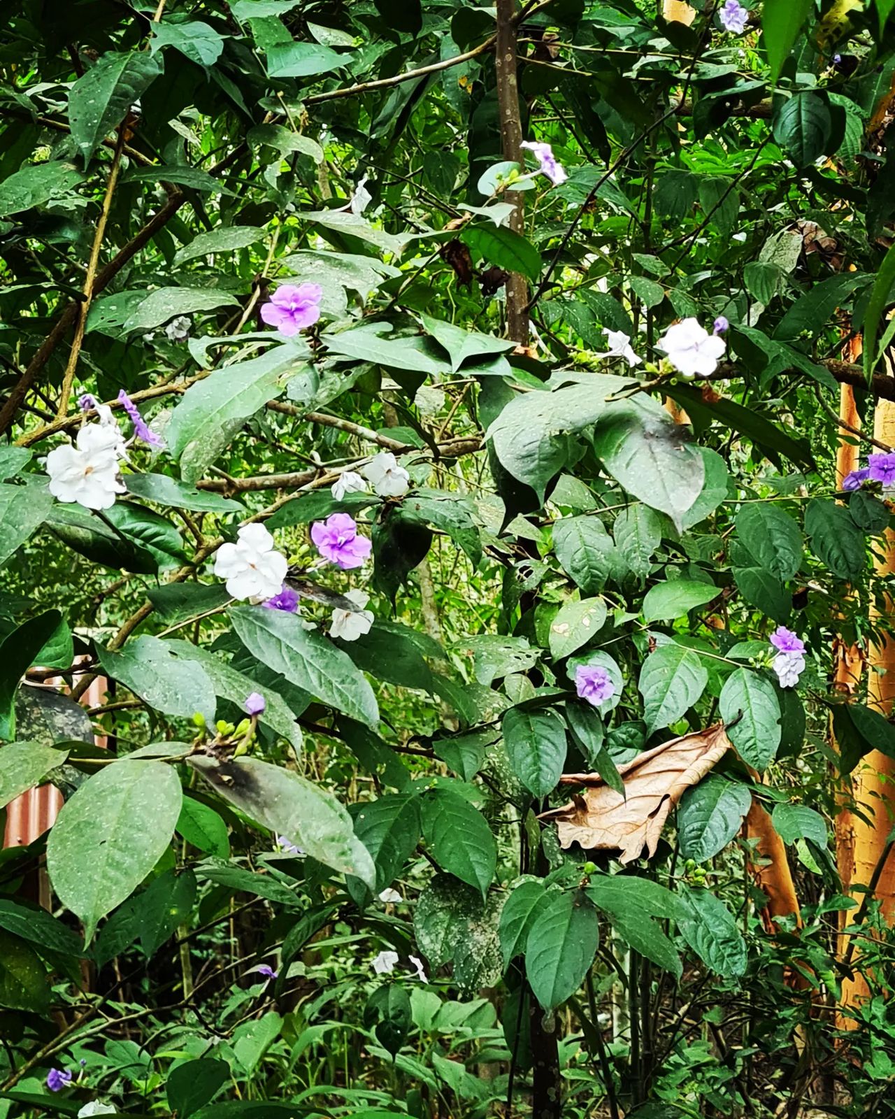 Flowers on plant, at Ampiri.