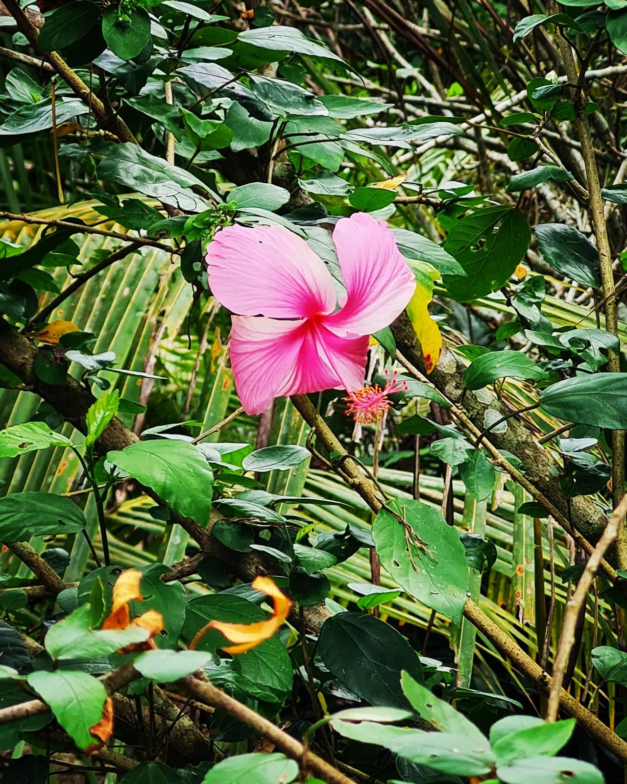 Pink flower, at Ampiri.