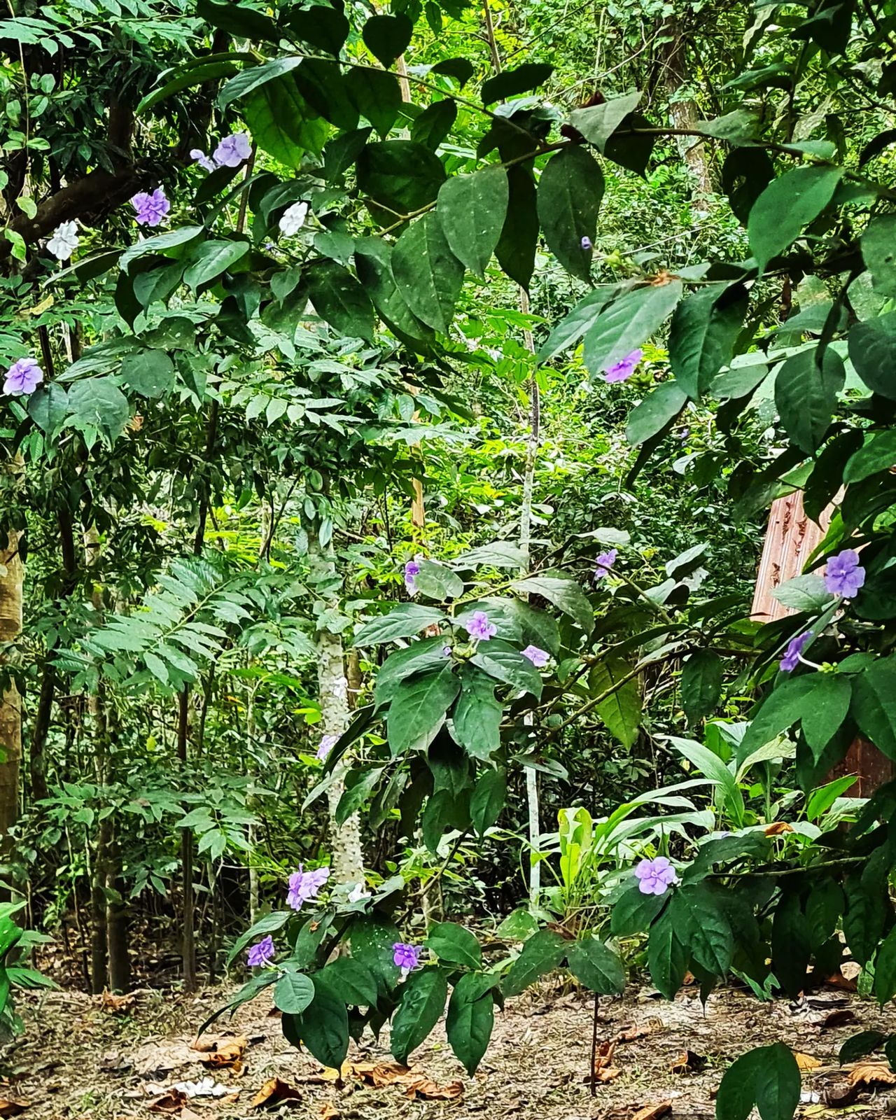 Plant, at Ampiri.