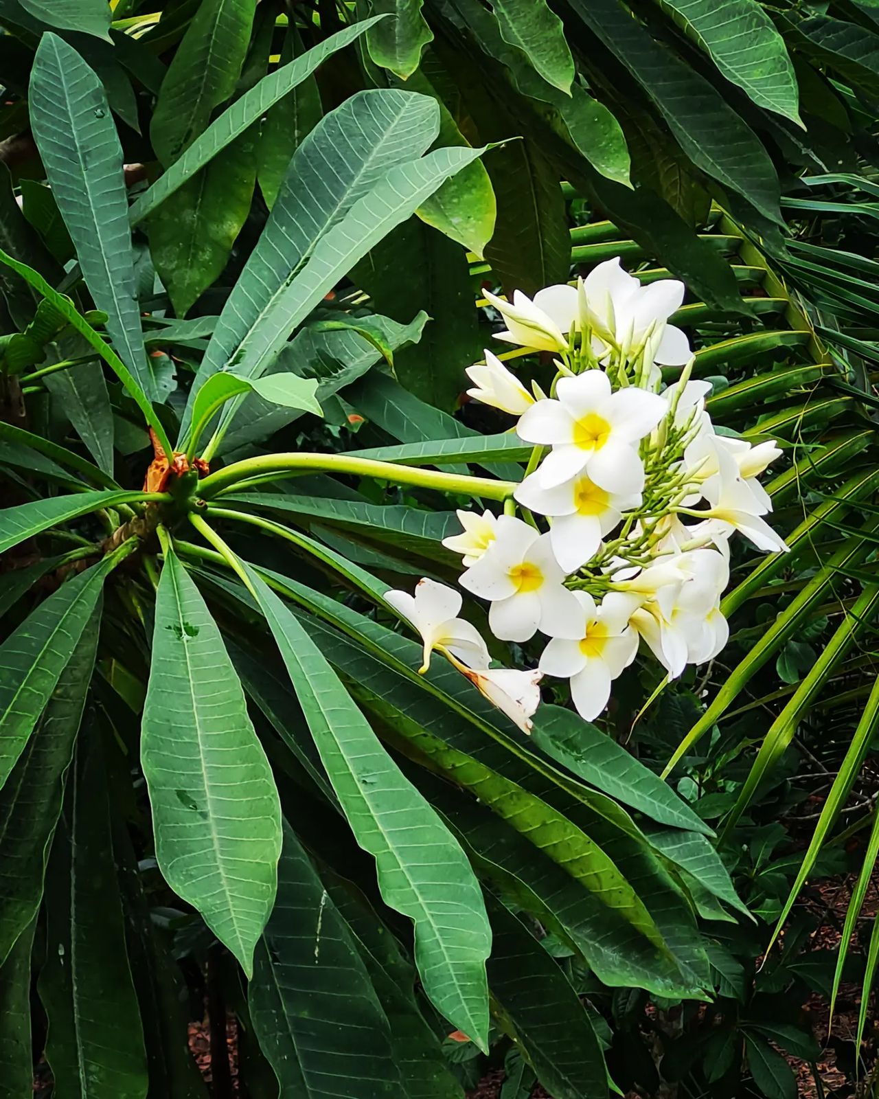 White plumeria flowers, at Ampiri.