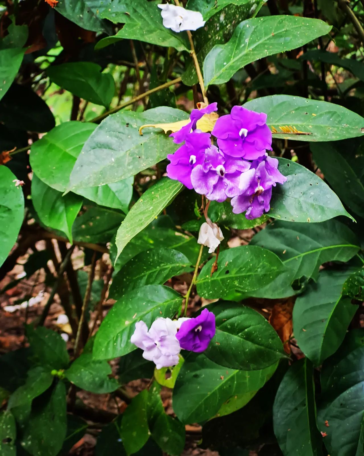Purple flowers, at Ampiri.