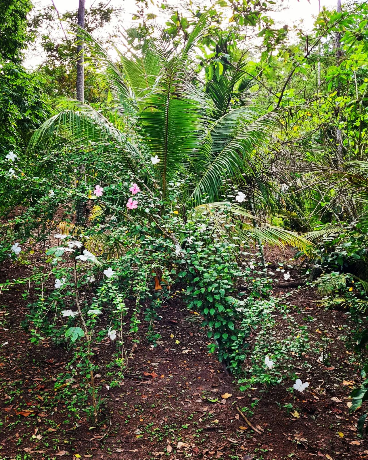 Plant, at Ampiri.