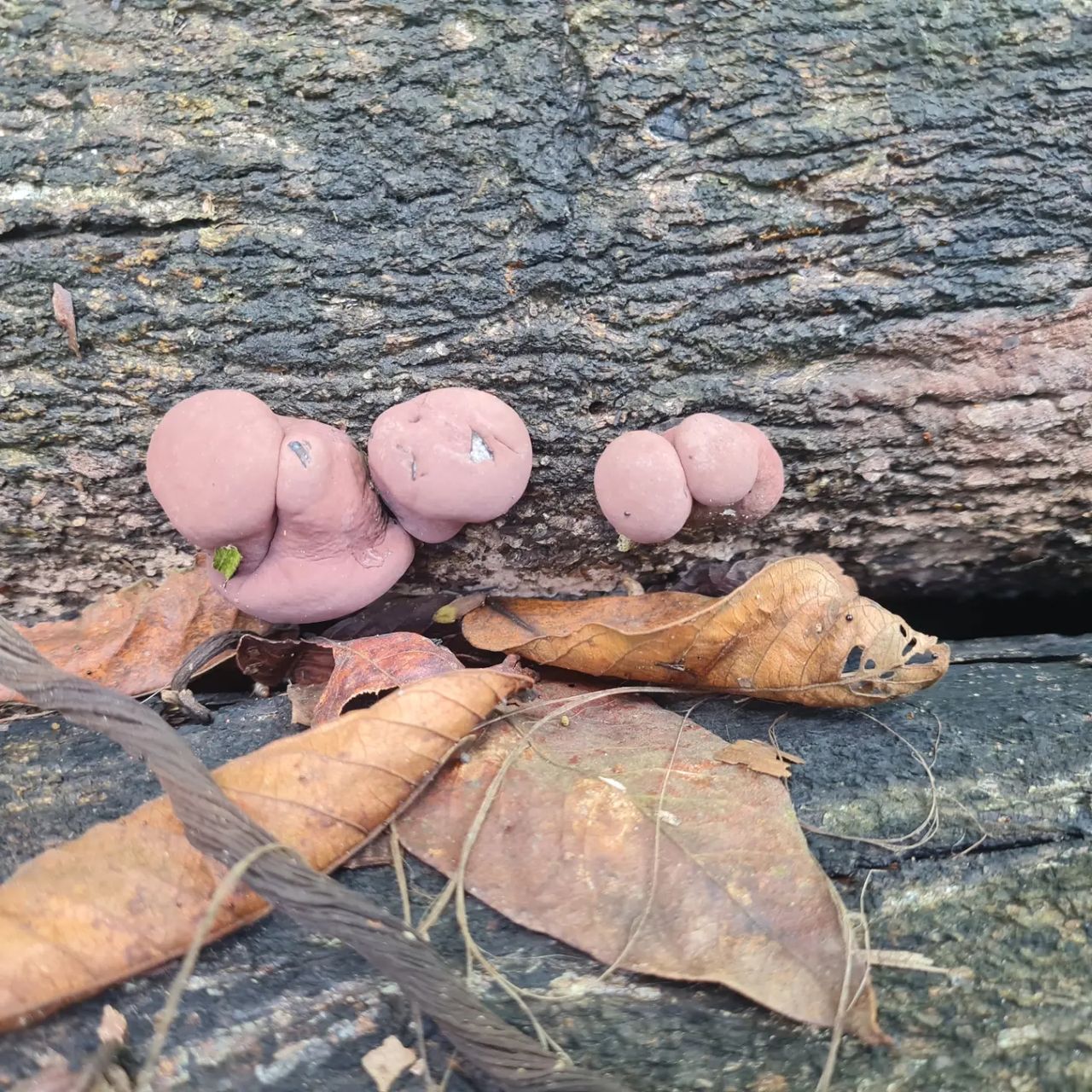 Mushrooms on log, at Ampiri.