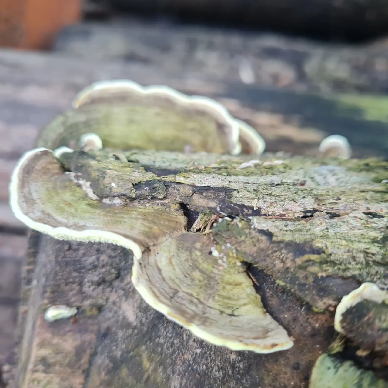 Bracket fungus, at Ampiri.