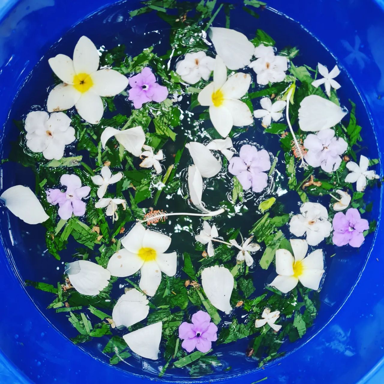 Flowers in bowl, at Ampiri.