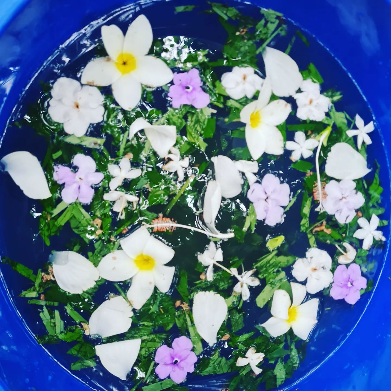 Flowers in bowl, at Ampiri.