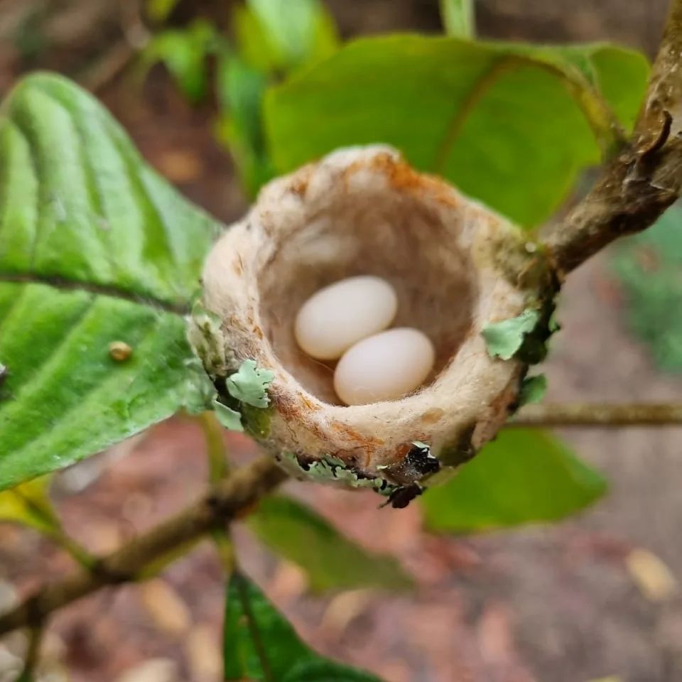 Bird nest with eggs, at Ampiri.