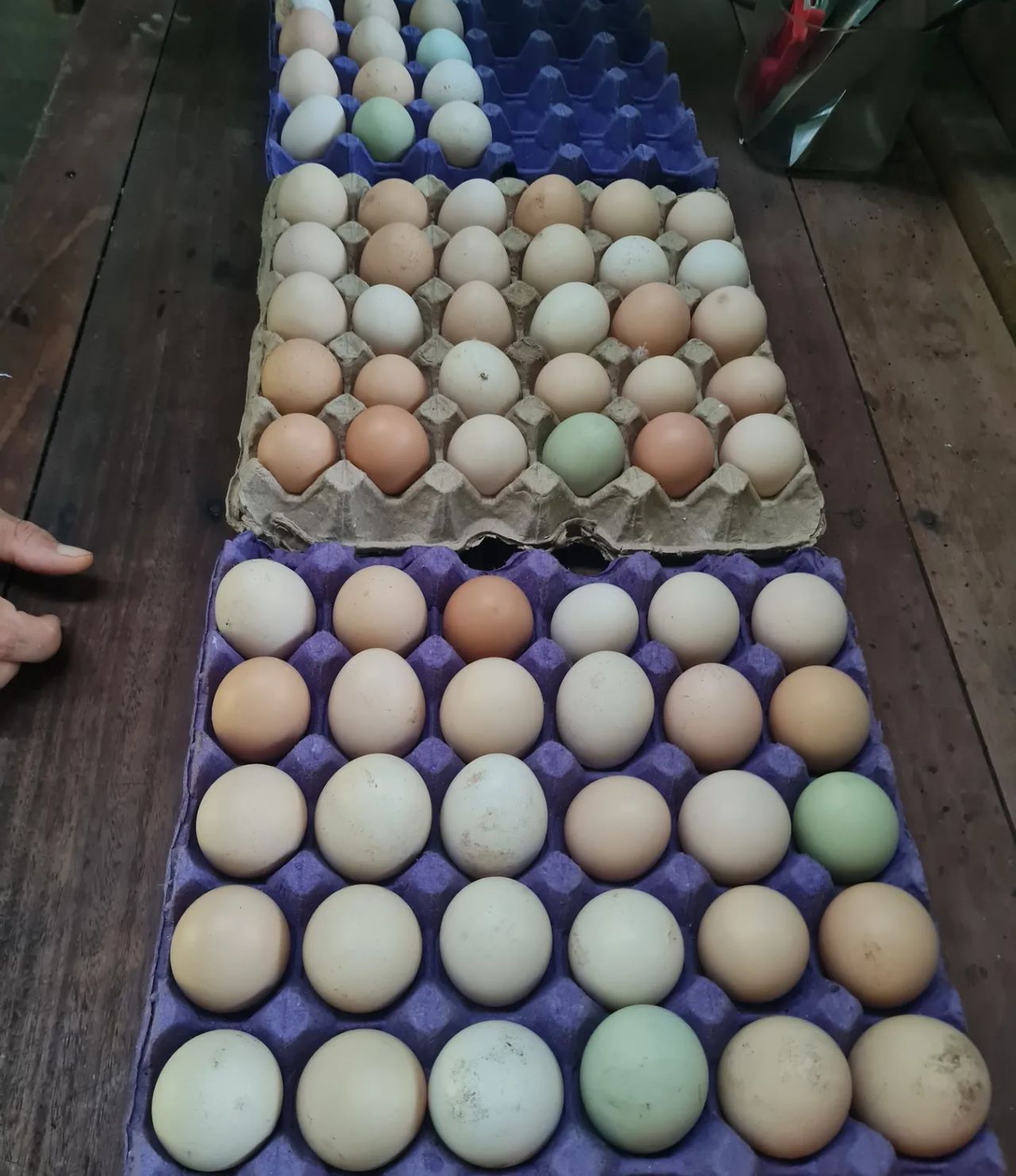 Eggs in tray, at Ampiri.