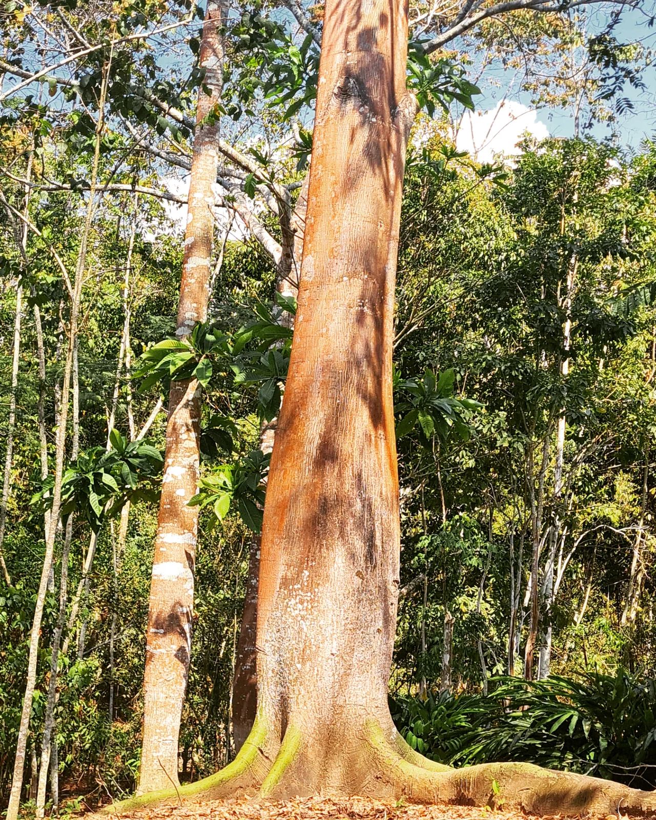 Tree trunk, at Ampiri.