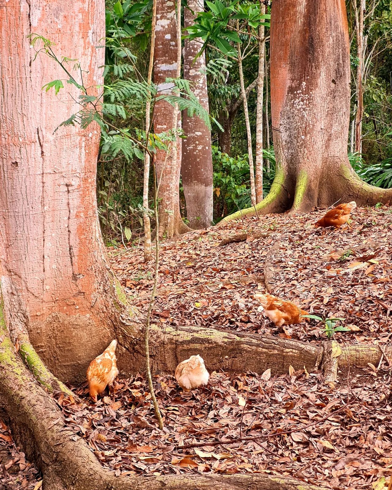 Tree trunk, at Ampiri.