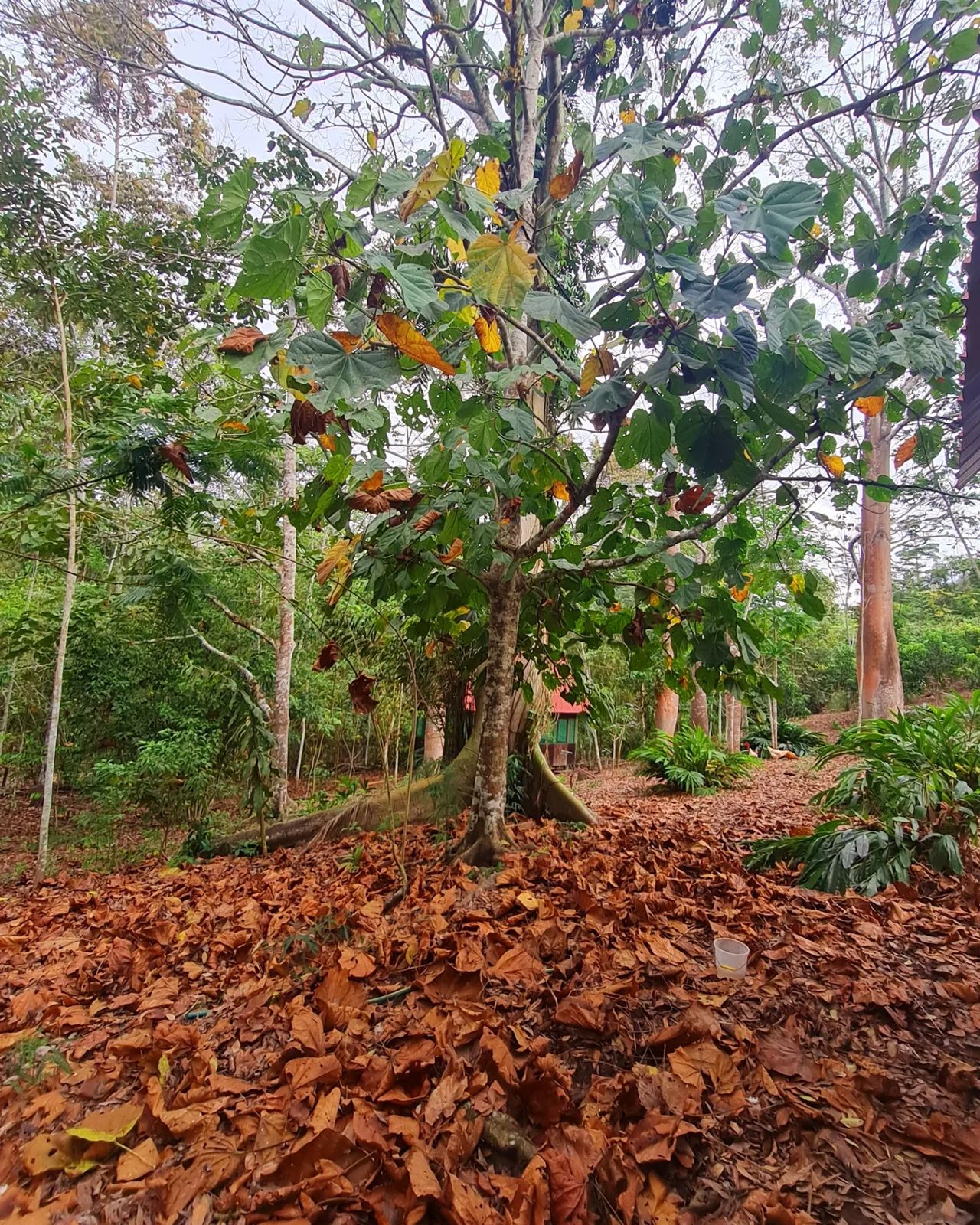 Tree, at Ampiri.