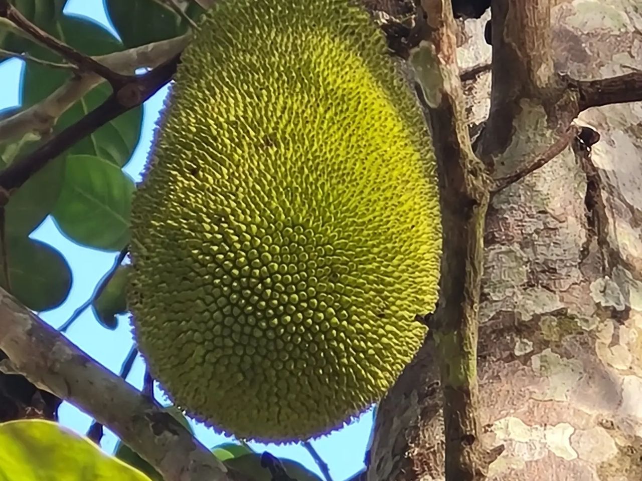 Jackfruit, at Ampiri.