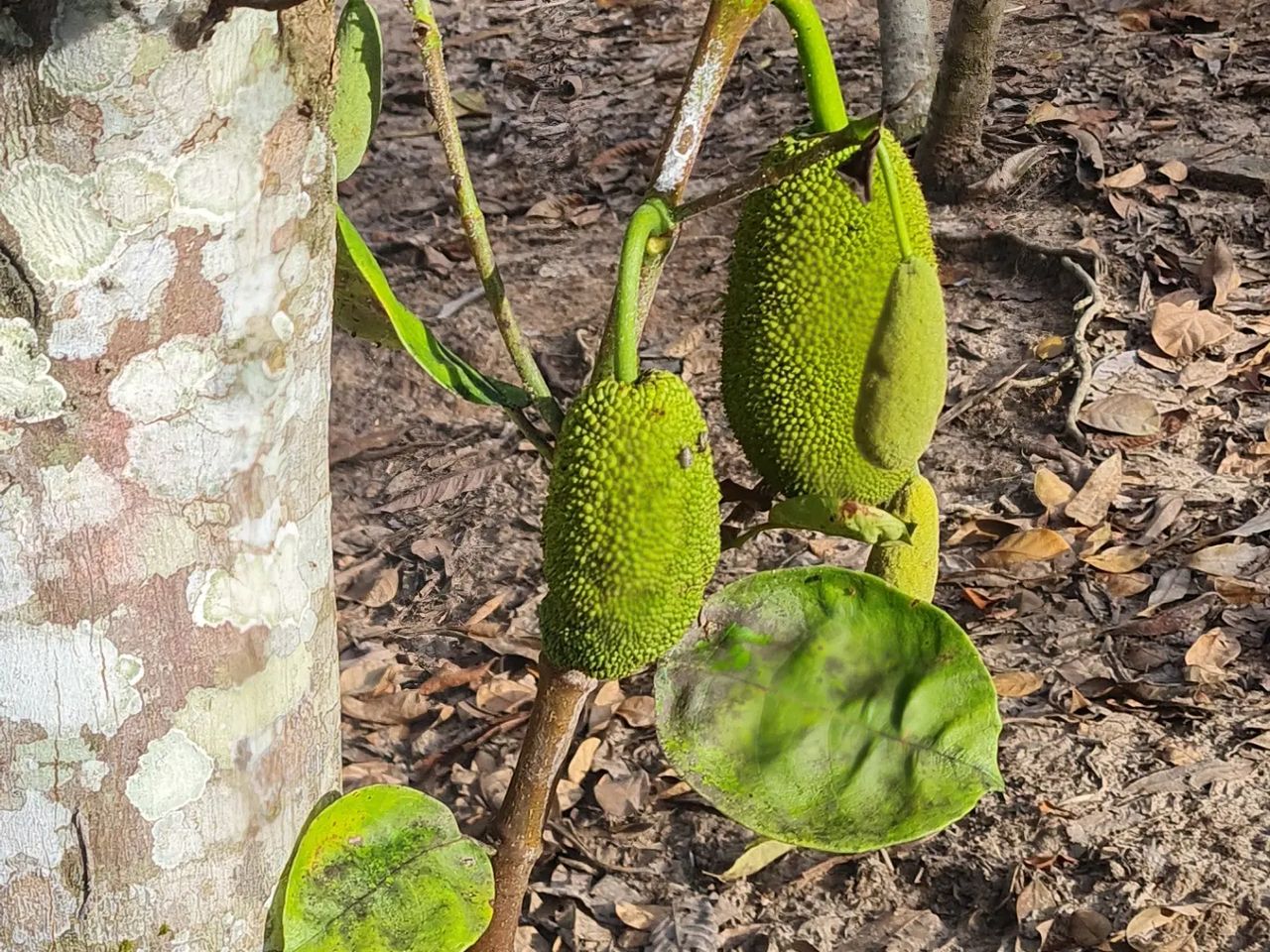 Fruit, at Ampiri.
