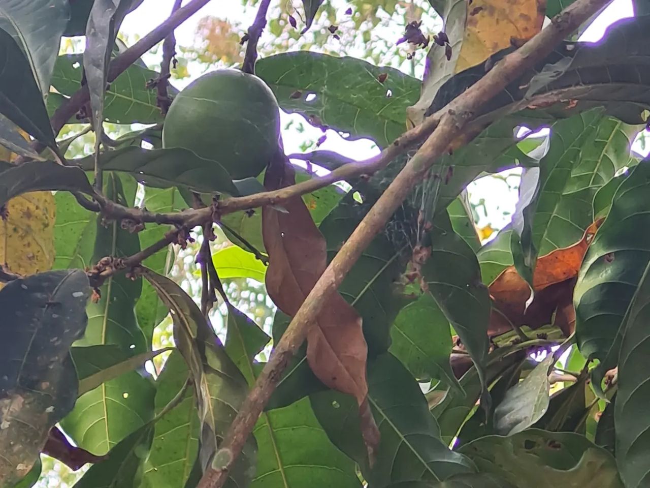 Fruit, at Ampiri.
