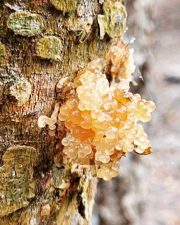 Bark with fungus growth, at Ampiri.