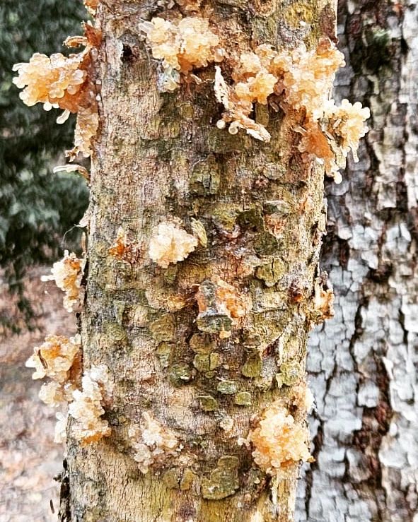 Bark with fungus growth, at Ampiri.