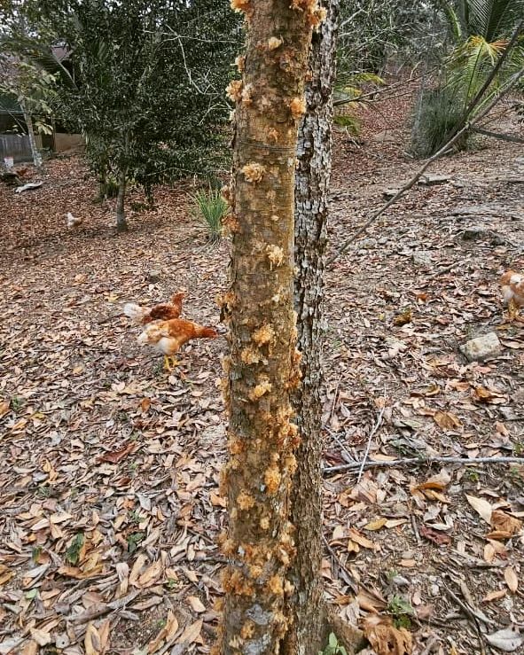 Tree trunk on forest floor, at Ampiri.
