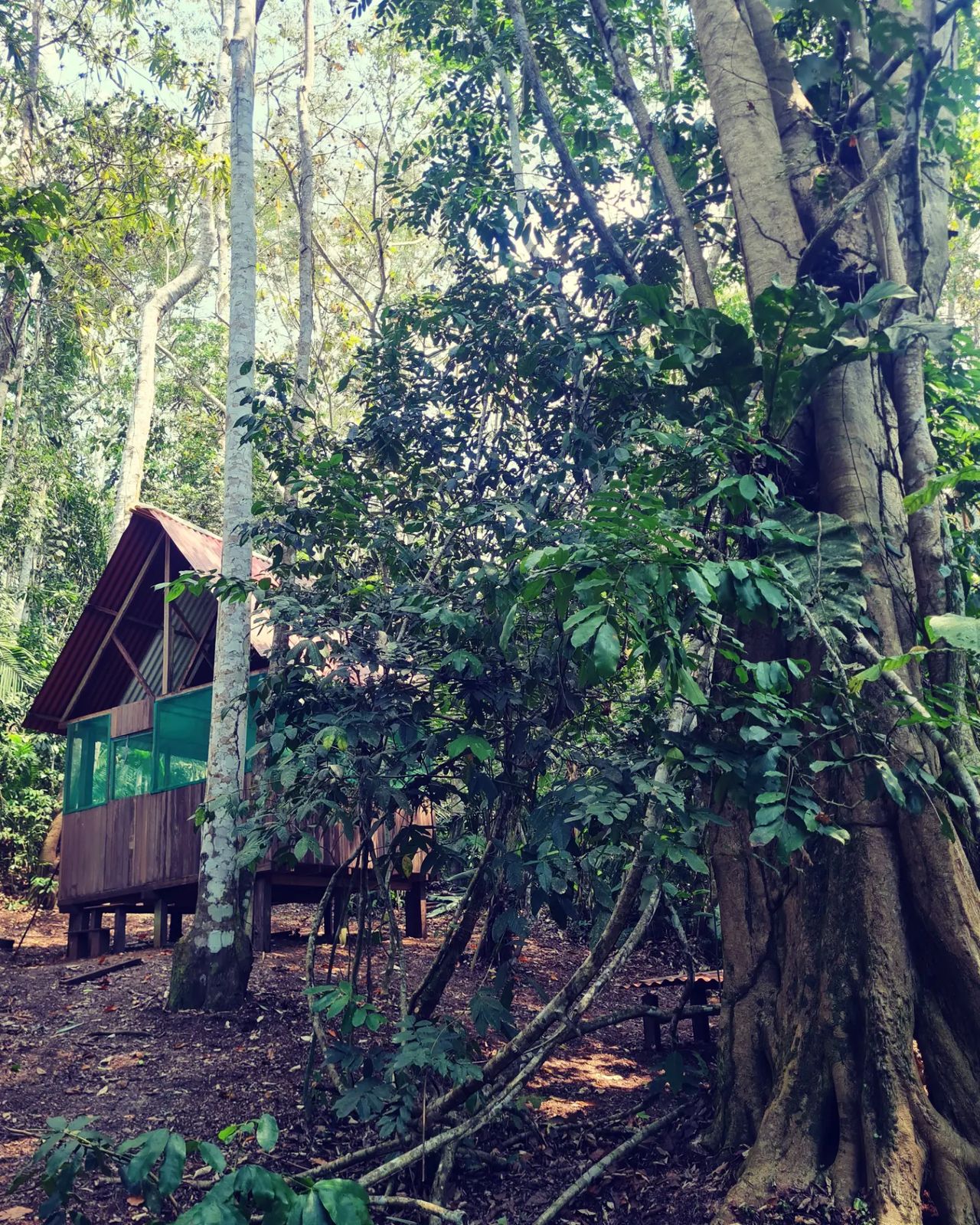 Hut in forest, at Ampiri.