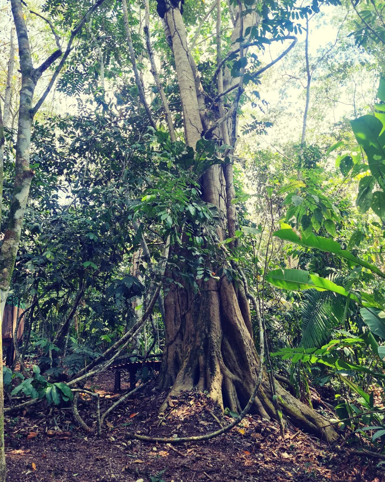 Large forest tree, at Ampiri.