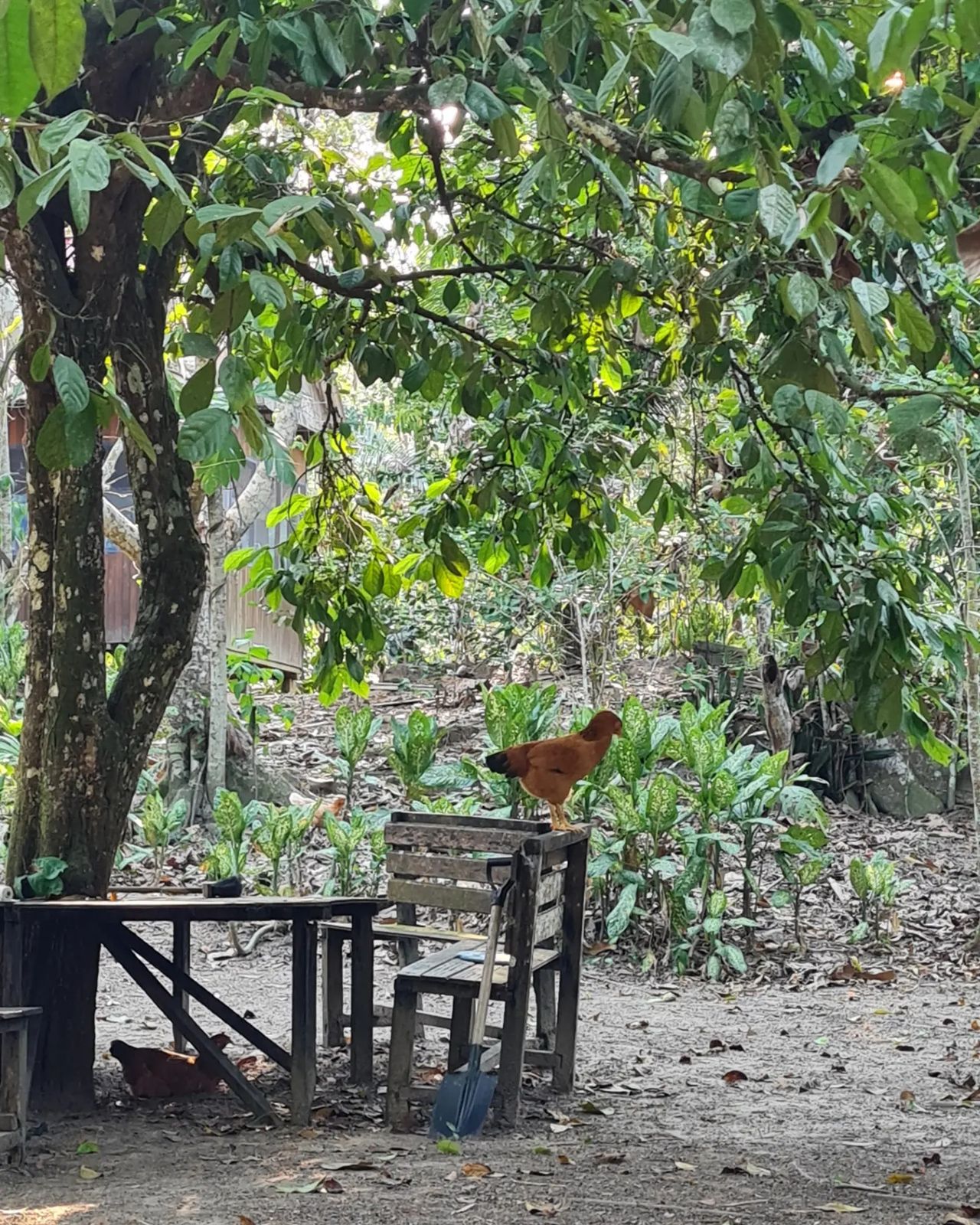 Table and chairs in forest, at Ampiri.