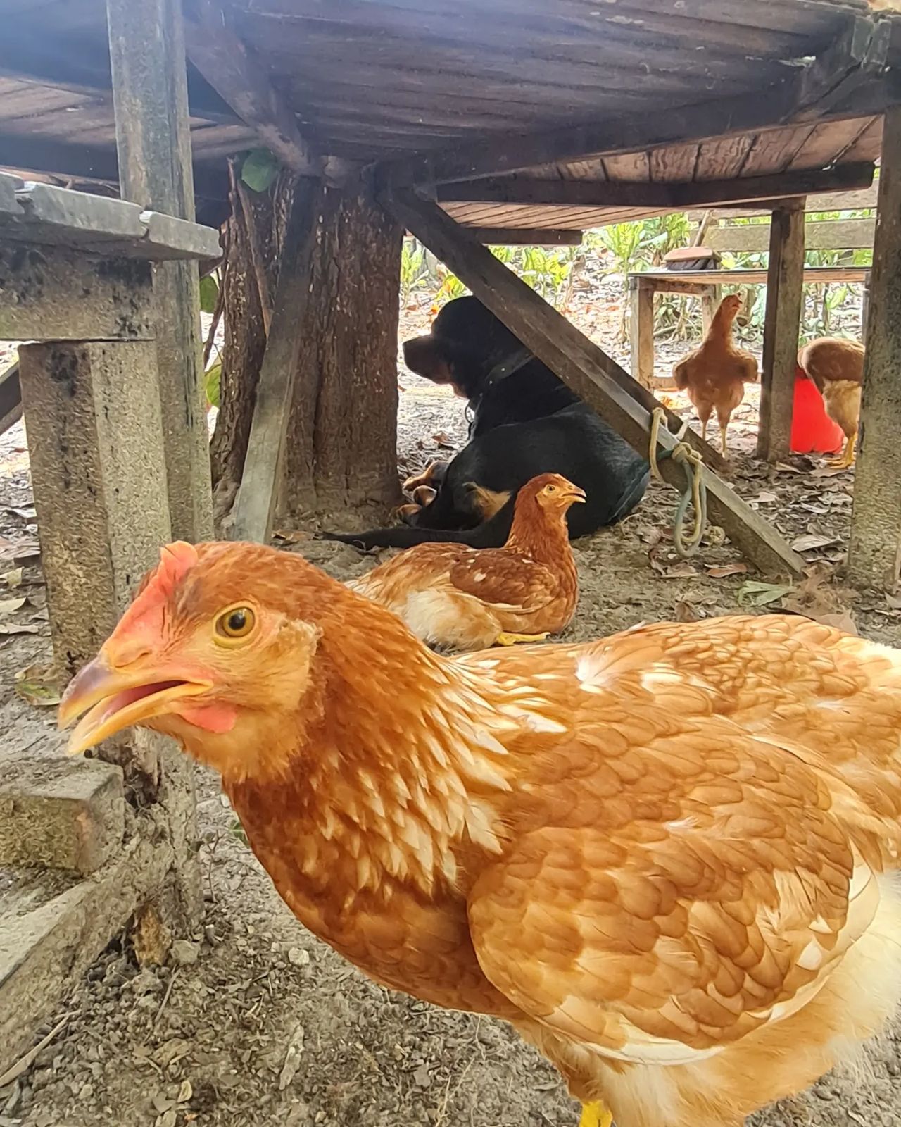 Chicken under hut, at Ampiri.