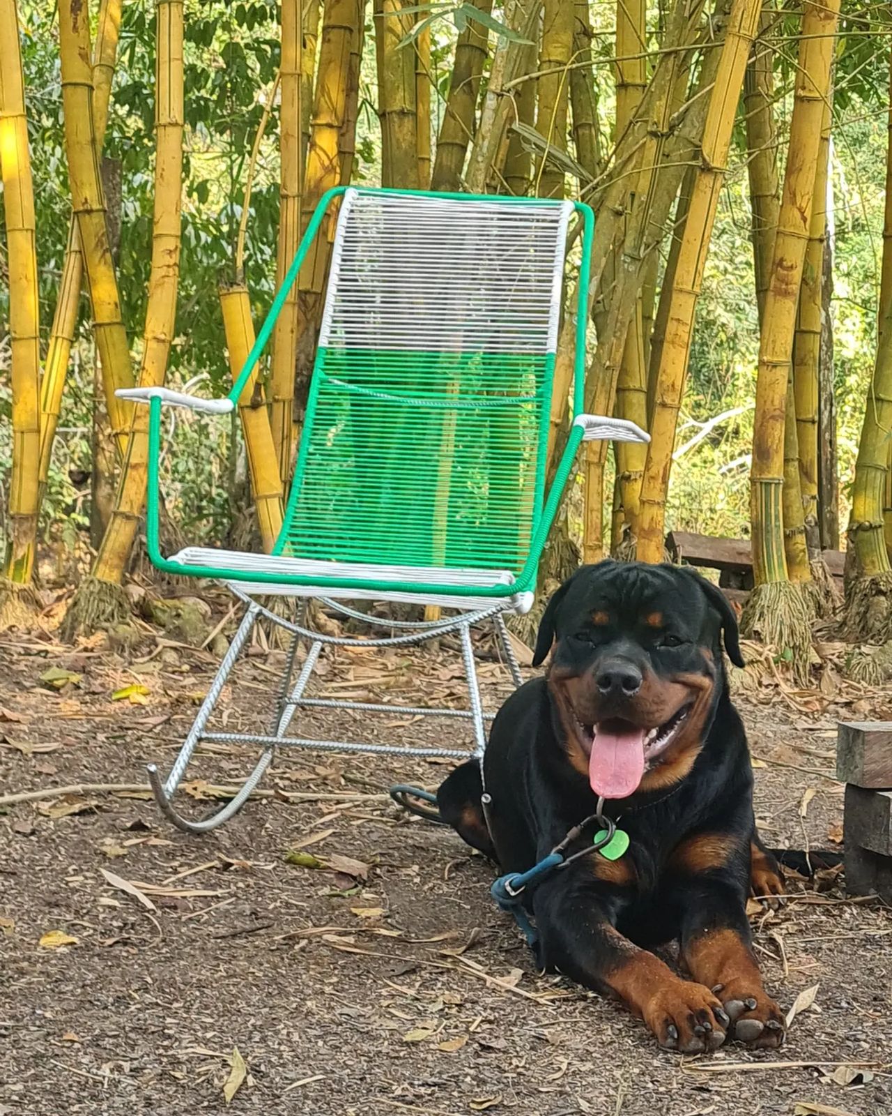 Dog on green chair in forest, at Ampiri.
