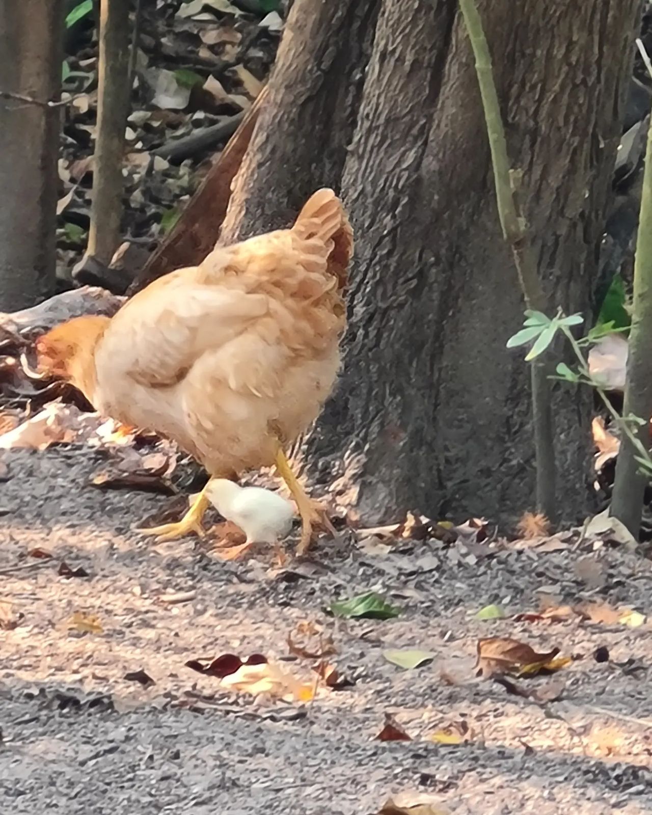 Chicken by tree trunk, at Ampiri.