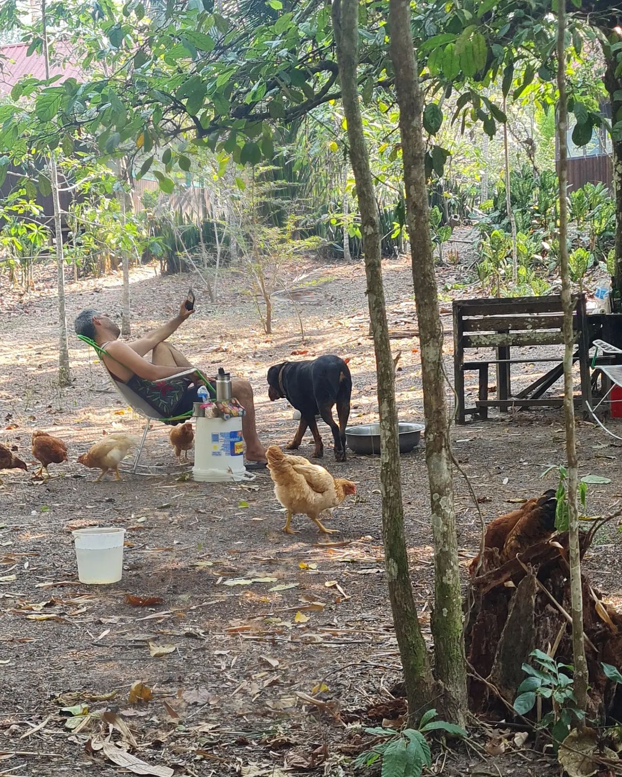 Dog and chickens by fence, at Ampiri.