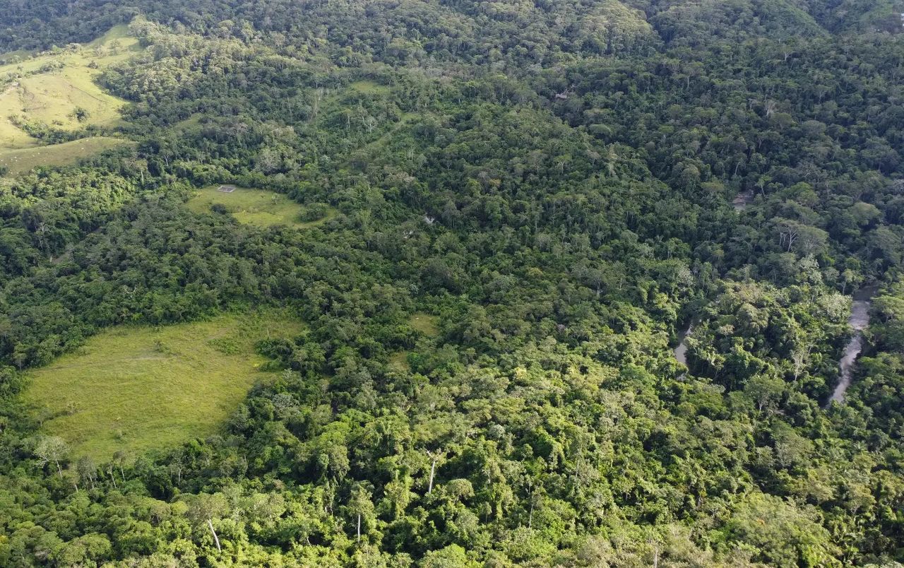 Aerial forest, at Ampiri.
