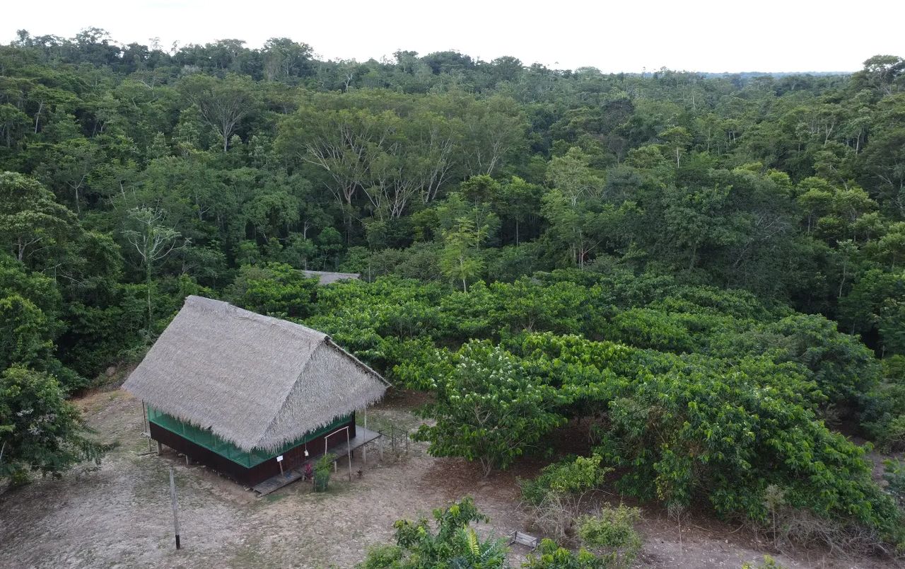 Aerial view of hut in forest, at Ampiri.