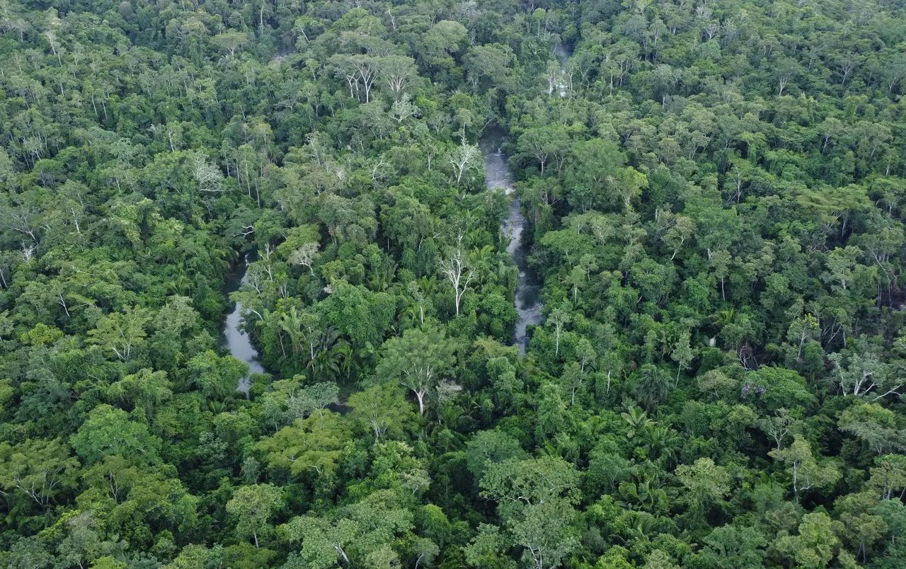 Aerial forest, at Ampiri.