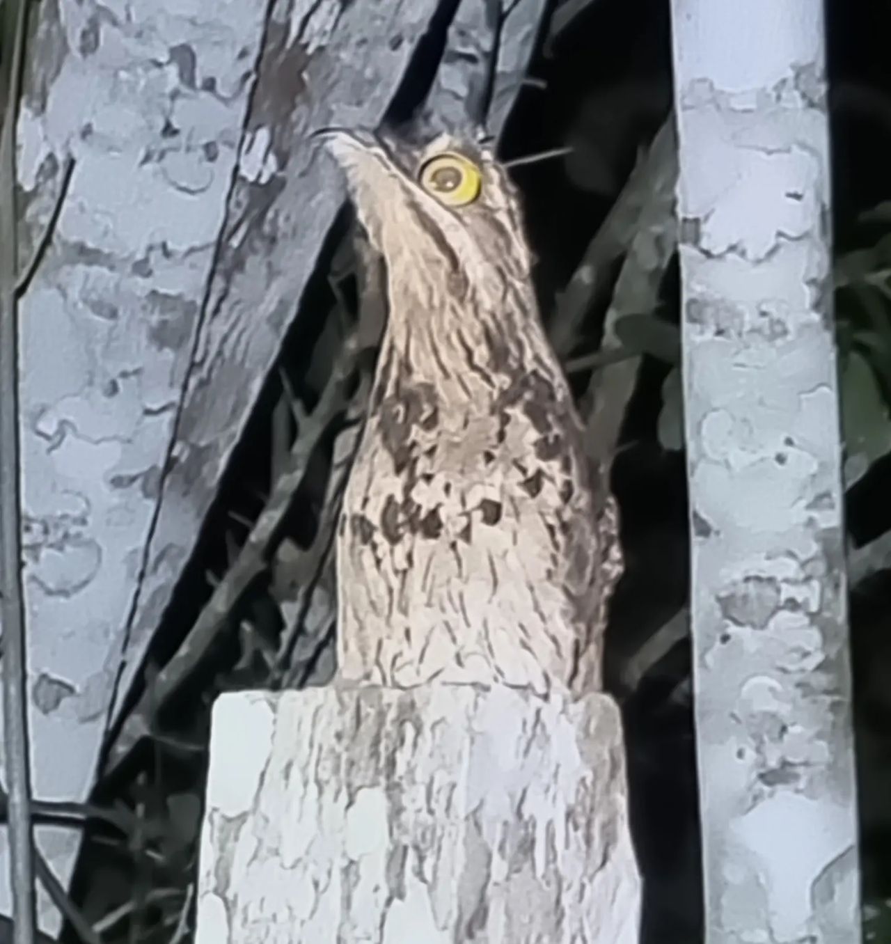 Potoo bird on branch, at Ampiri.