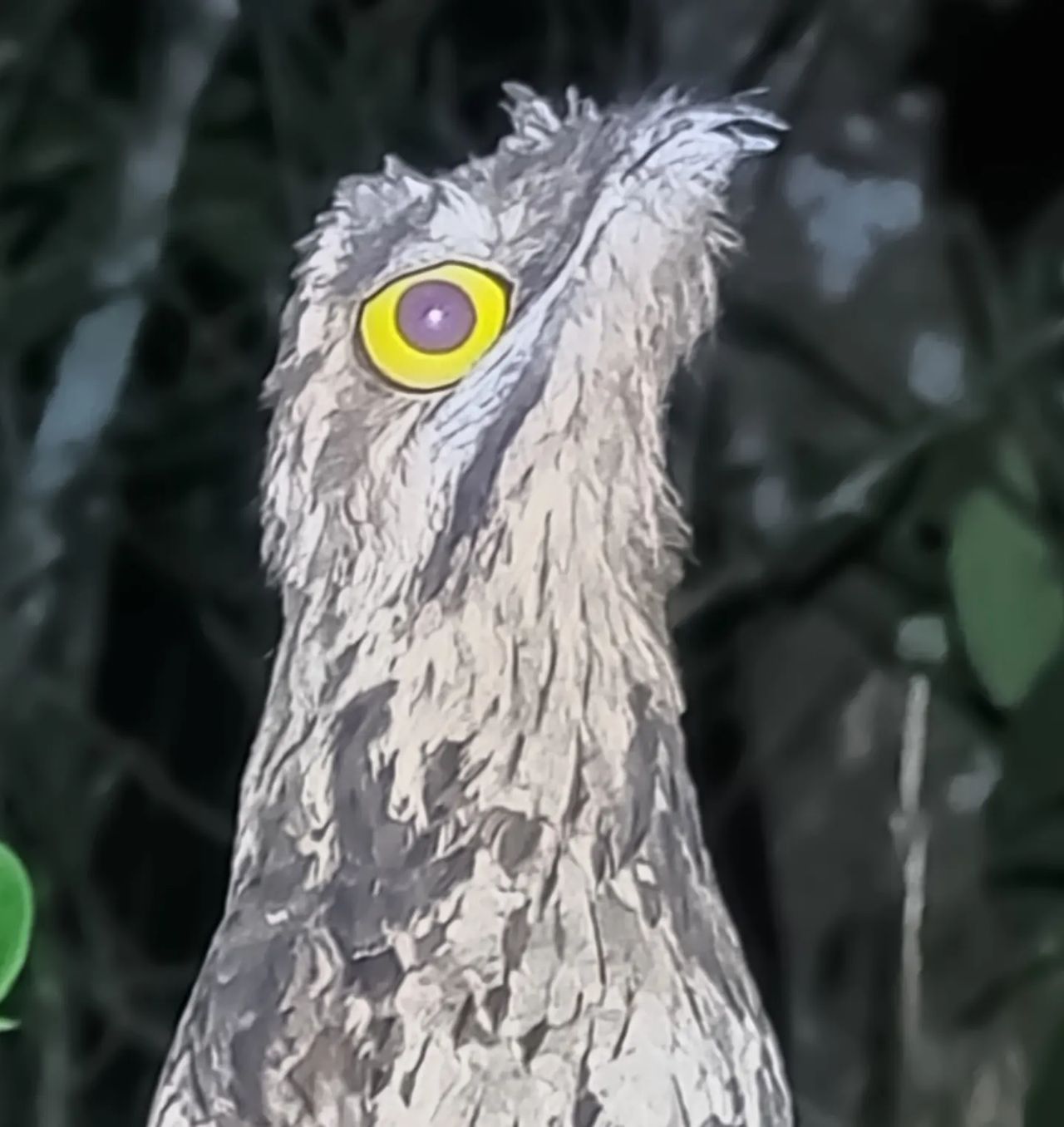 Potoo bird close-up, at Ampiri.