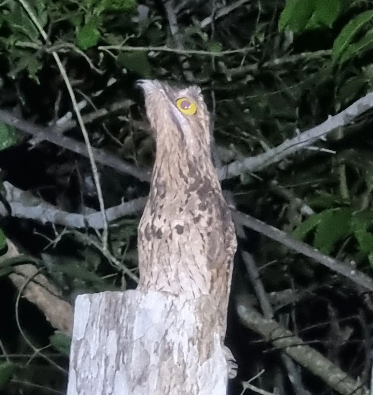 Potoo bird on branch, at Ampiri.