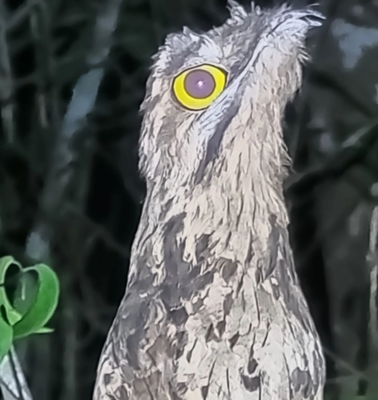 Potoo bird close-up, at Ampiri.