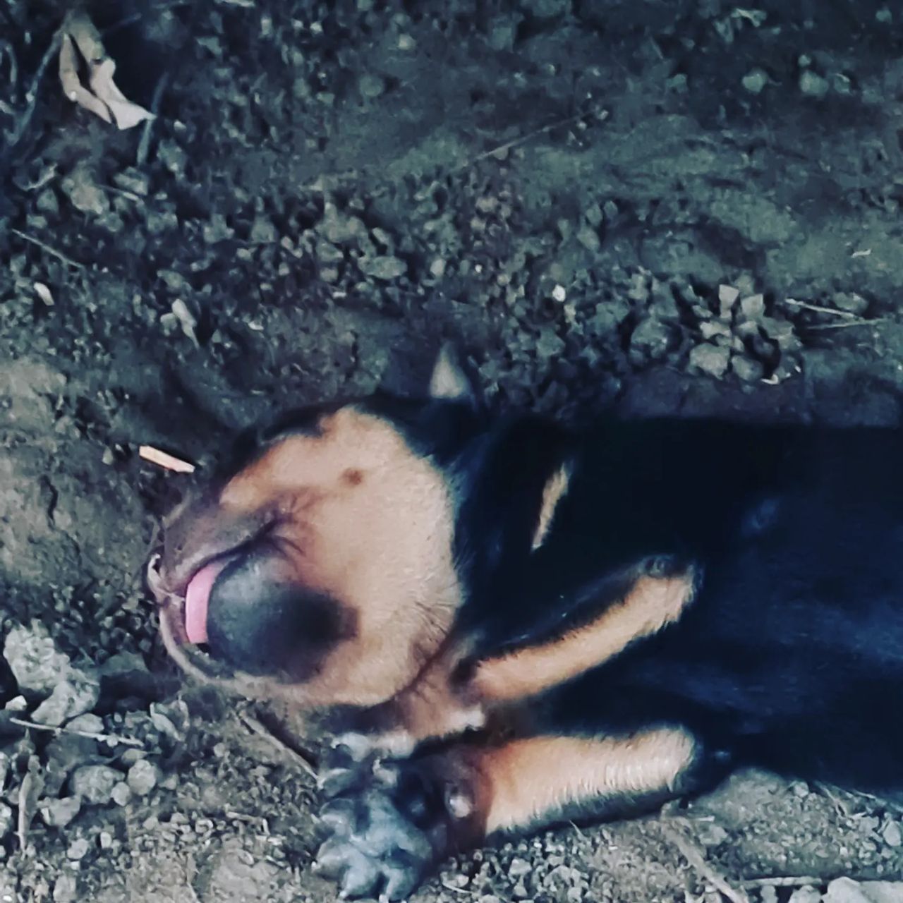 Dark frame, animal on ground, at Ampiri.