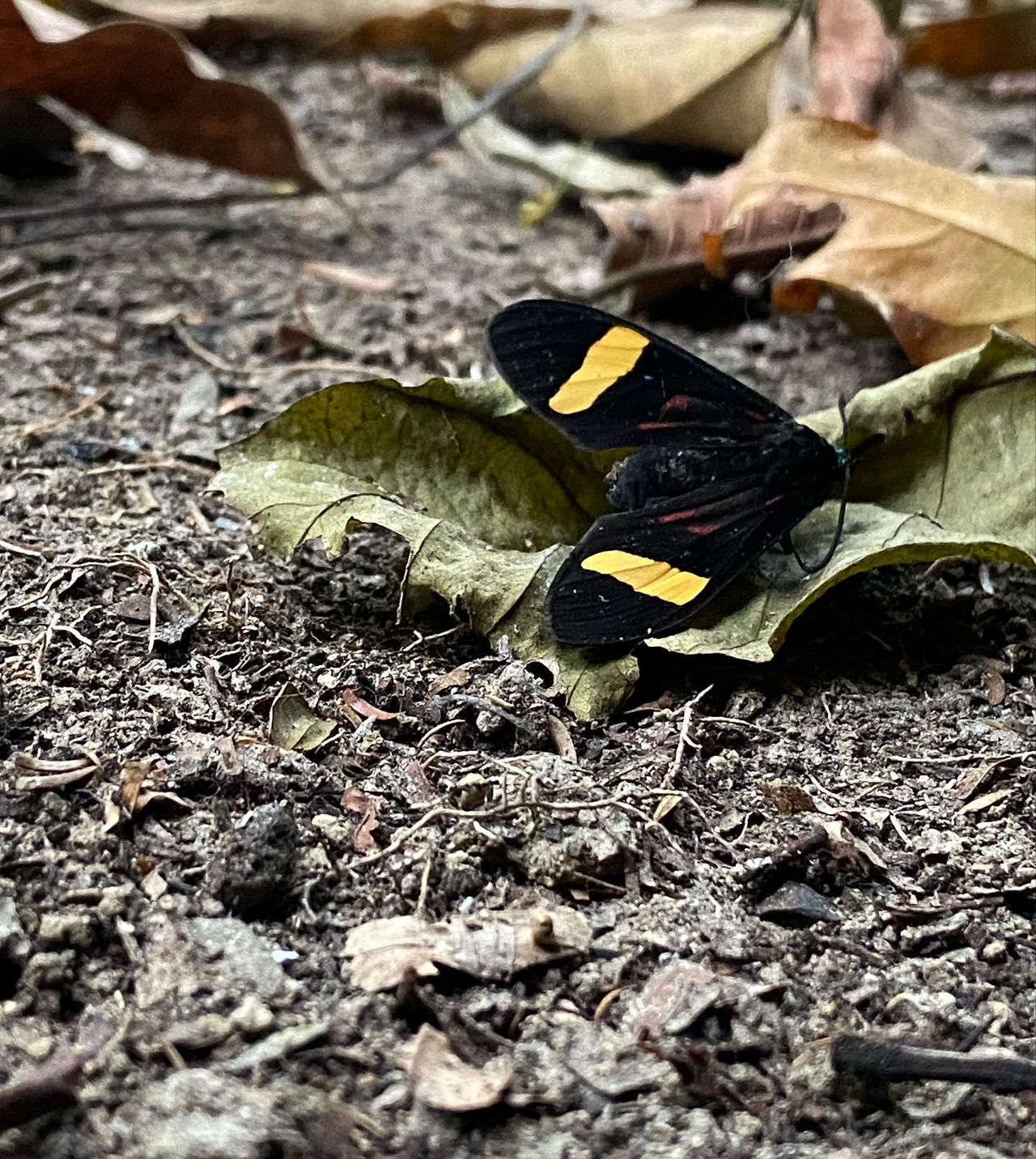 Butterfly on leaf litter, at Ampiri.