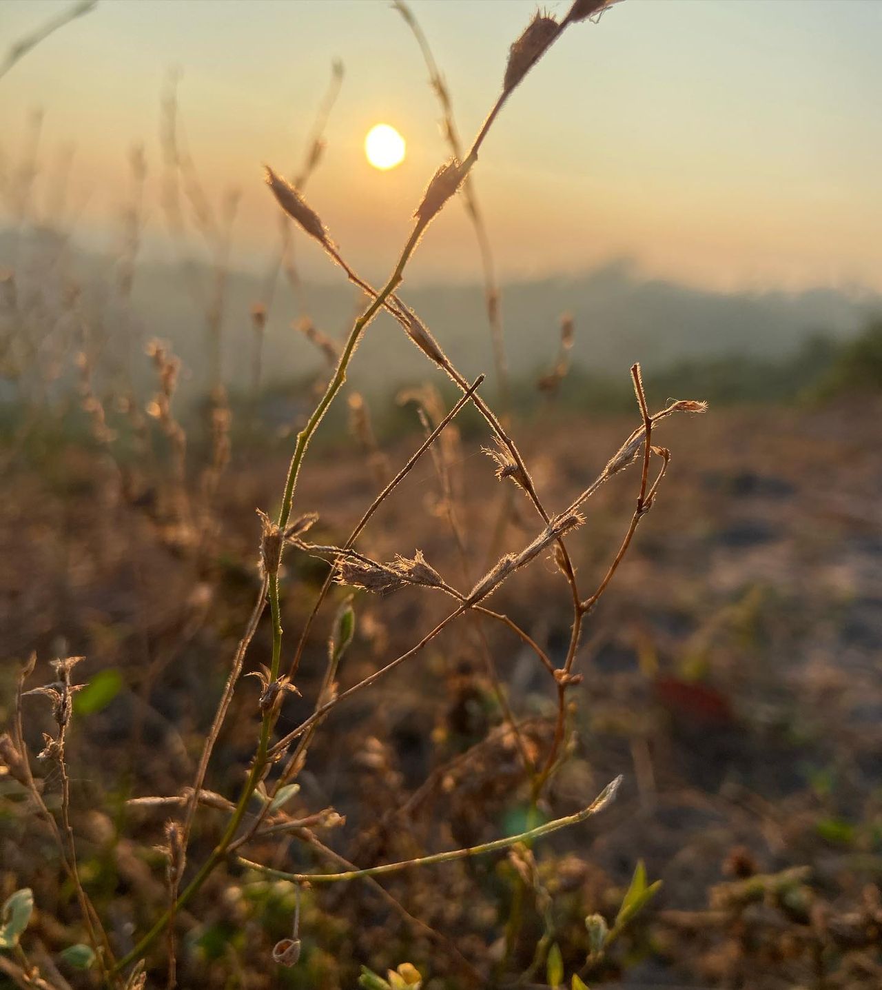 Plant at dusk, at Ampiri.