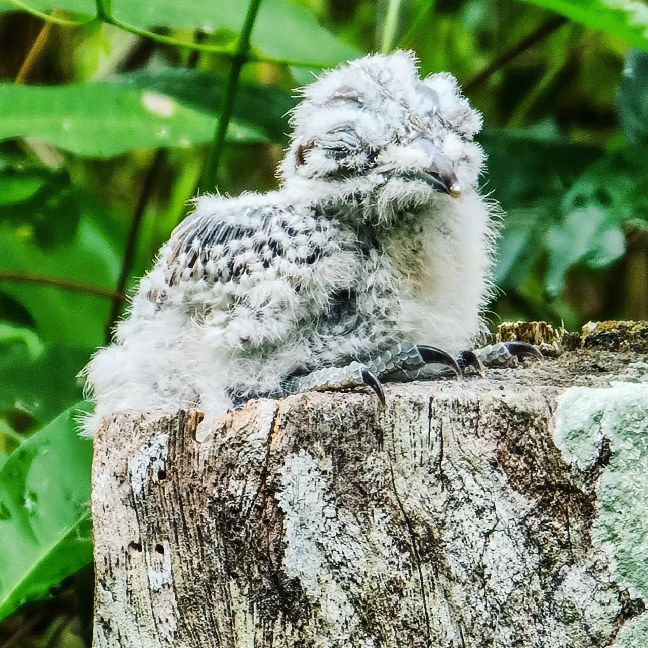 Owl chick on stump, at Ampiri.