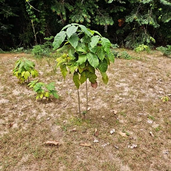 Seedling on ground, at Ampiri.