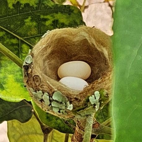 Bird nest with eggs, at Ampiri.