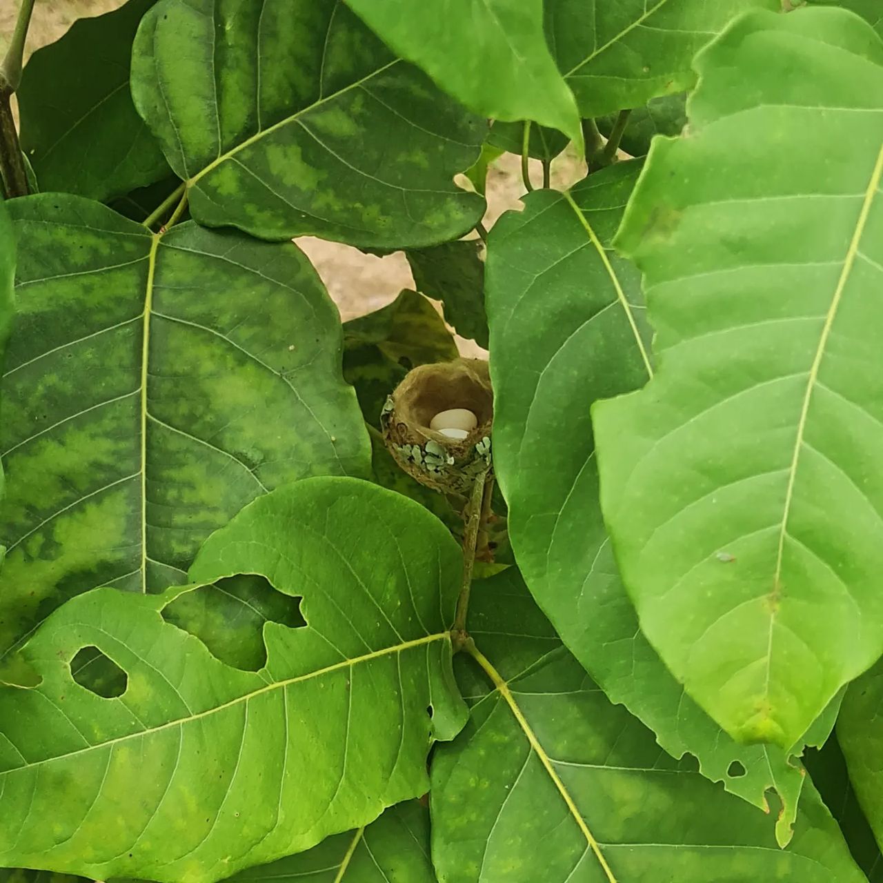 Leaves, at Ampiri.