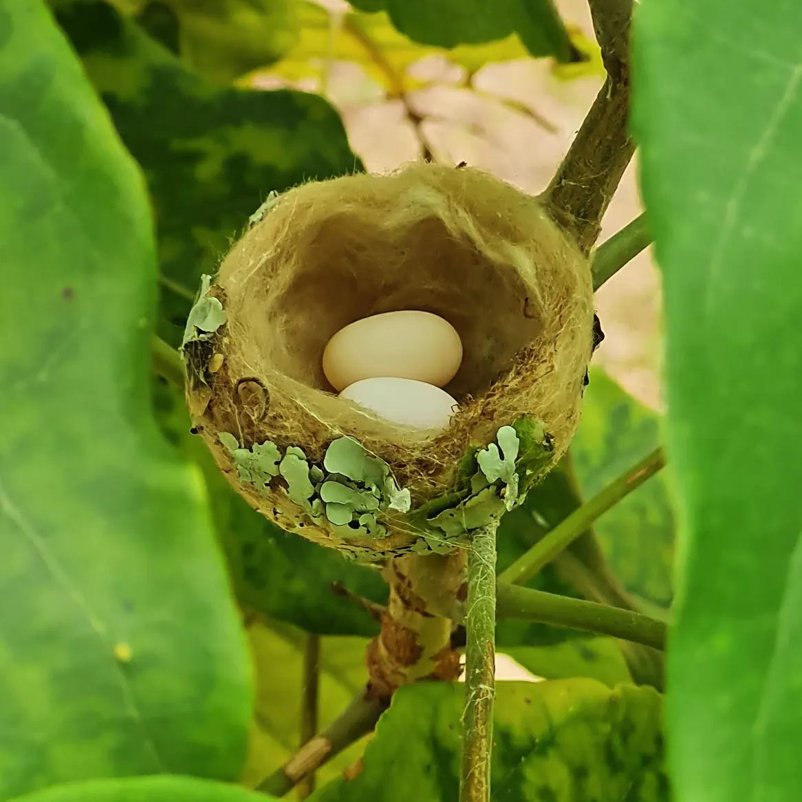 Bird nest with eggs, at Ampiri.