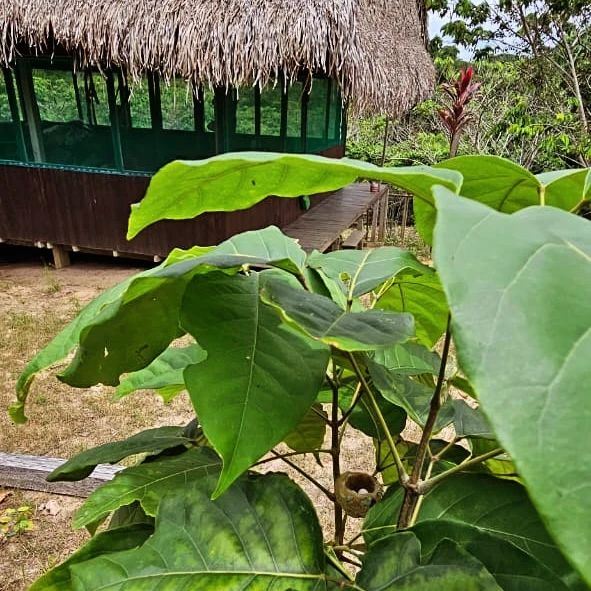 Leaves and hut roof, at Ampiri.
