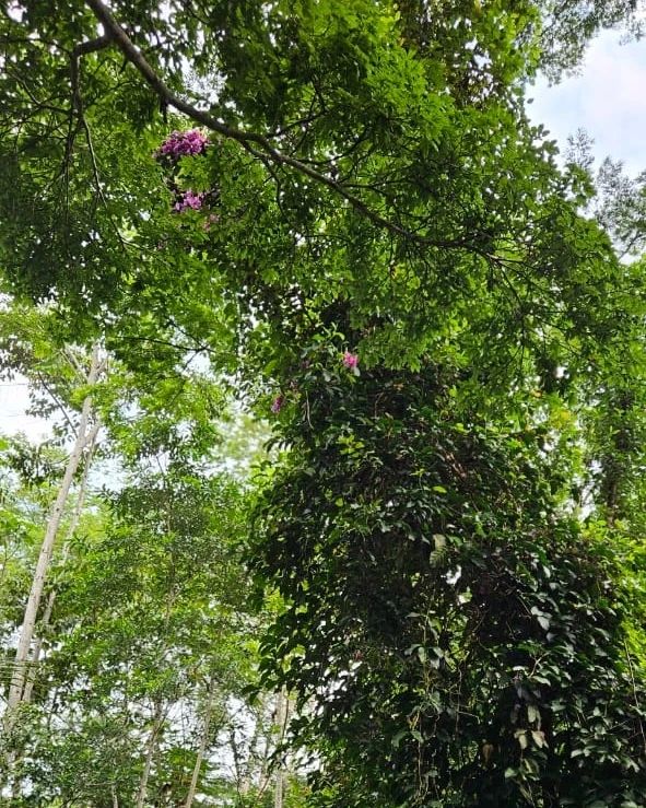 Tree canopy, at Ampiri.